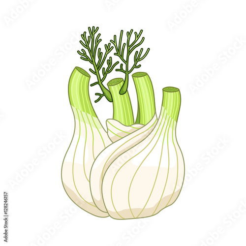 Fennel vector colored botanical illustration. Product to prepare delicious and healthy food. Isolated on white background.