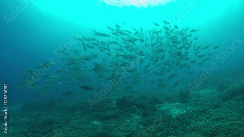 Wallpaper Mural Big-eye Trevallies on a colorful coral reef. 4k footage Torontodigital.ca