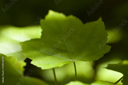 Acer rubrum