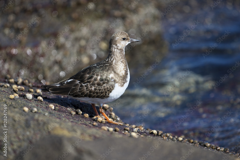 Obraz premium Ruddy Turnstone