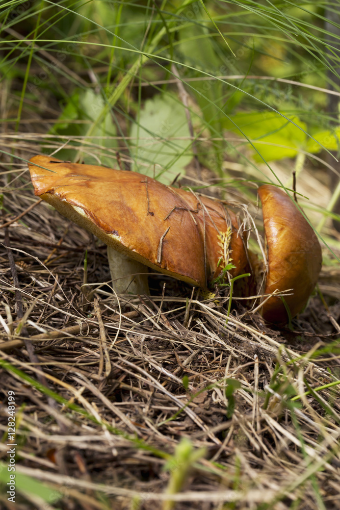 the edible mushrooms the edible mushrooms