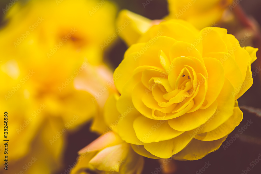 Focus on rose flowers in matt dark hue yellow Focus on rose flowers in matt dark hue yellow