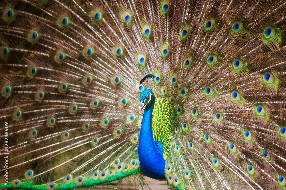 Obraz premium Portrait of beautiful peacock