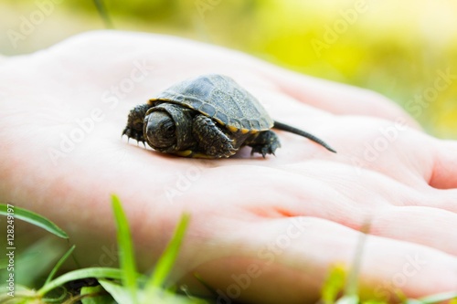 little baby turtle © MilkaRe Production