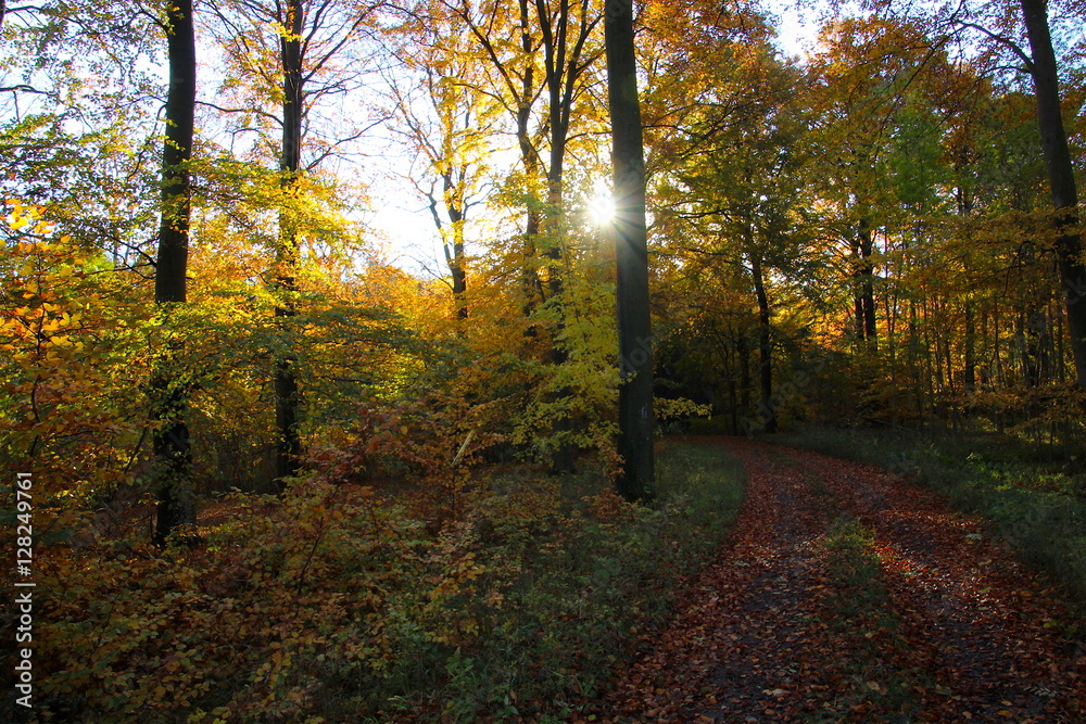 Naklejka premium The sun playing hide and seek in the forest