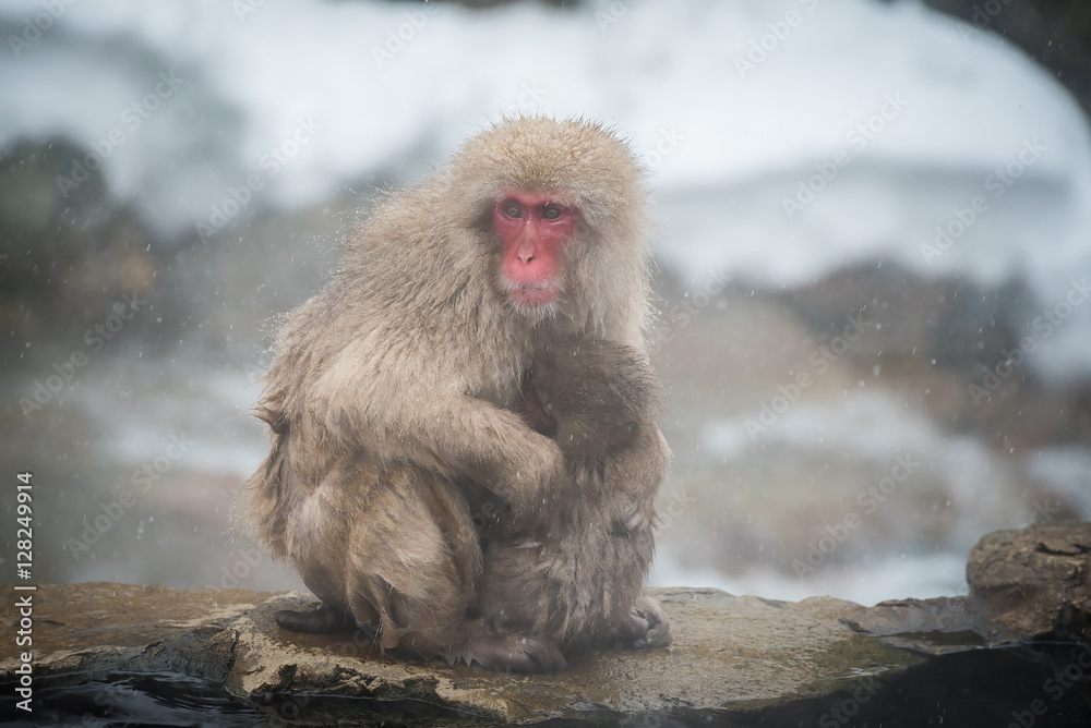 Monkey mother and baby, Jigokudani, Nagano, Japan