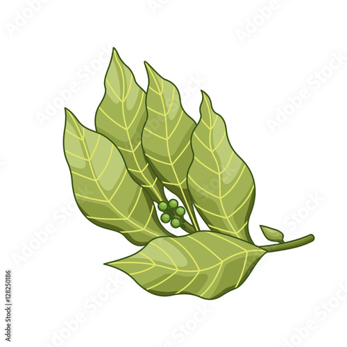 Bay leaf vector colored botanical illustration