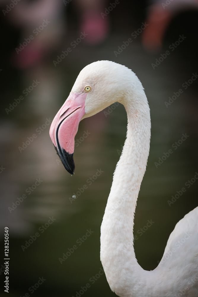 Obraz premium Close up of pink flamingo in zoo