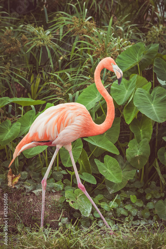 American Flamingo. The American flamingo (Phoenicopterus ruber)