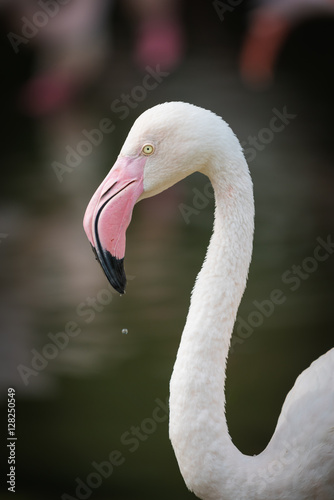 Close up of pink flamingo in zoo