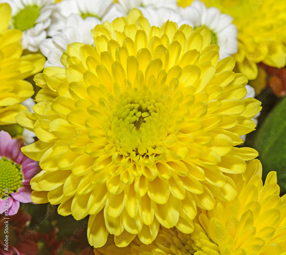 Yellow Chrysanthemum macro, bouquet flowers, floral arrangement Yellow Chrysanthemum macro, bouquet flowers, floral arrangement