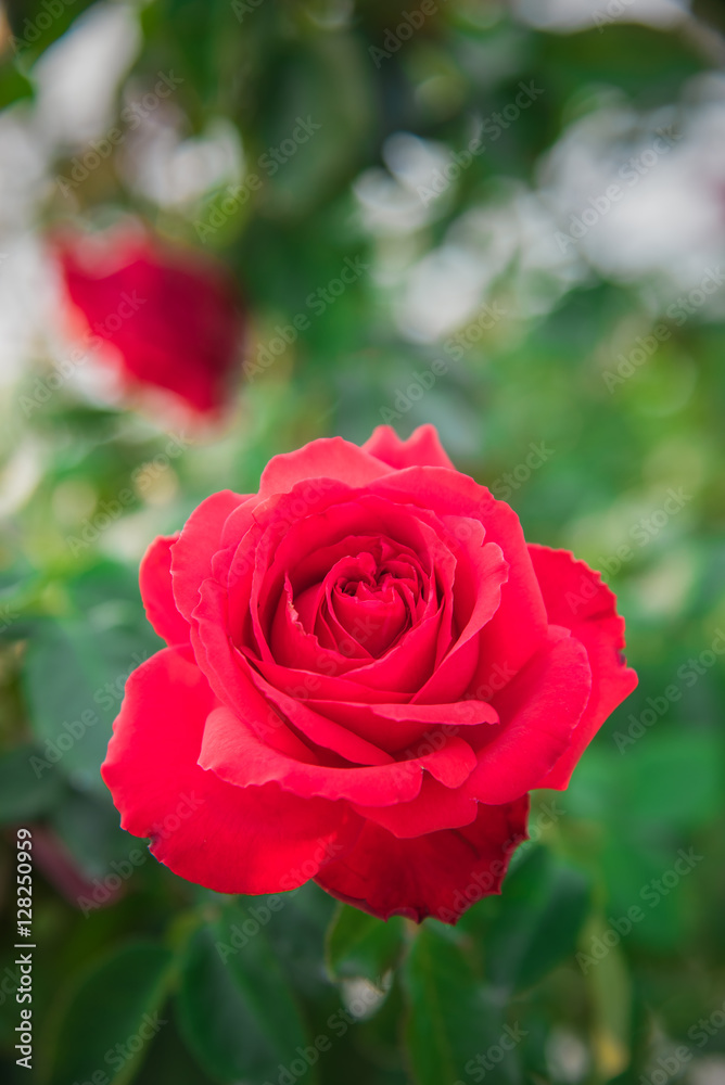 red roses in the garden