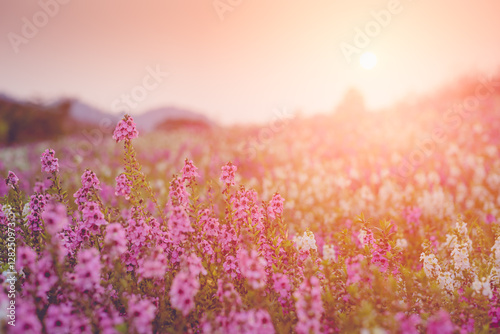 Waew Wichian Flower  Angelonia goyazensis Benth . sunset   vinta