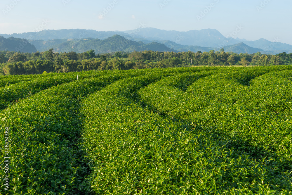 Green tea terraces on hill in Chiang Rai province, Thailand