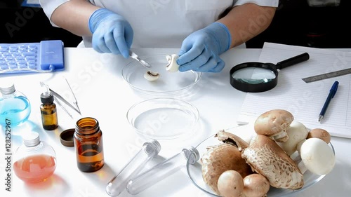 Mushroom is tested in laboratory