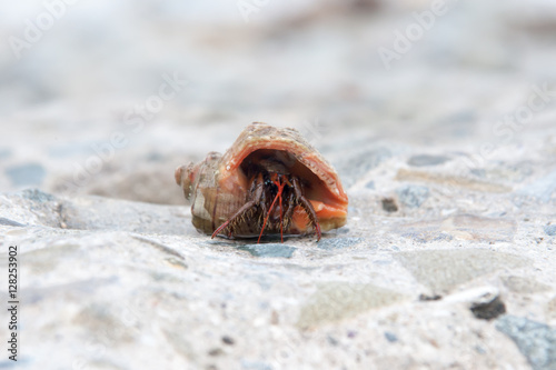 This is a land hermit crab photo