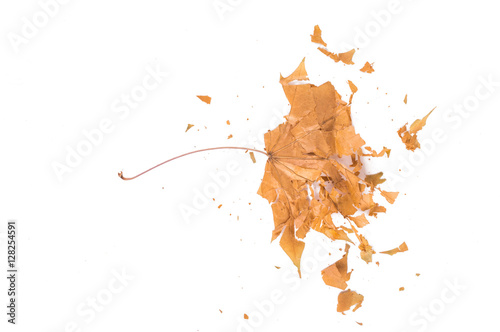 crushed autumn leaf on a white background