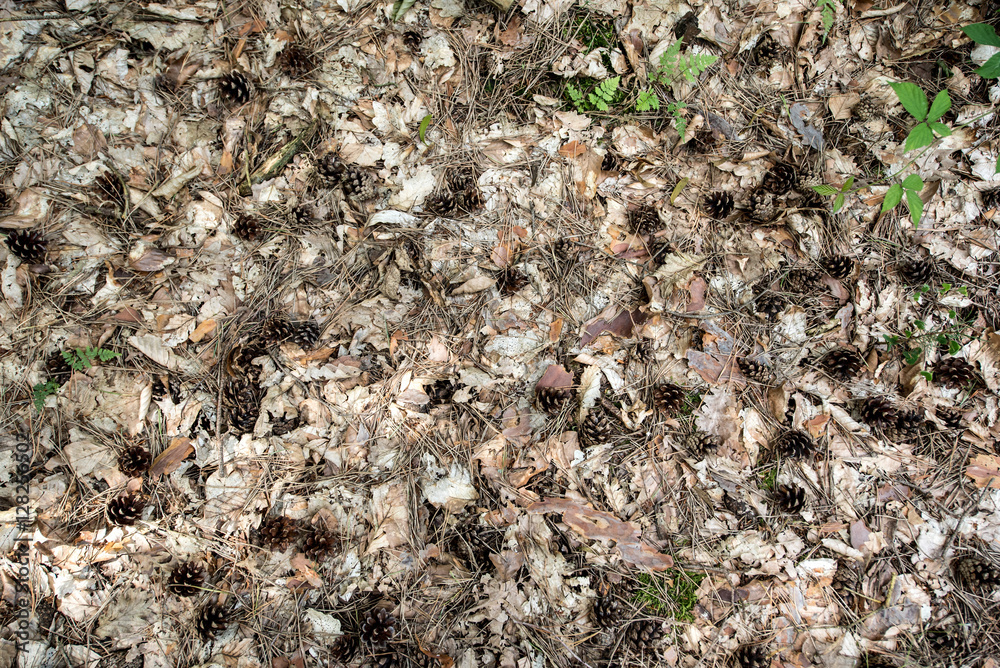 Pine cones and twigs on the forest floor Pine cones and twigs on the forest floor