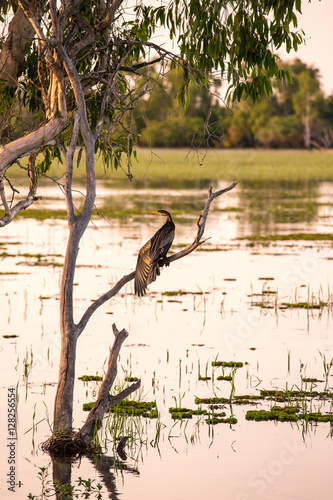Kakadu, wildlife at the Yellow Water billabong