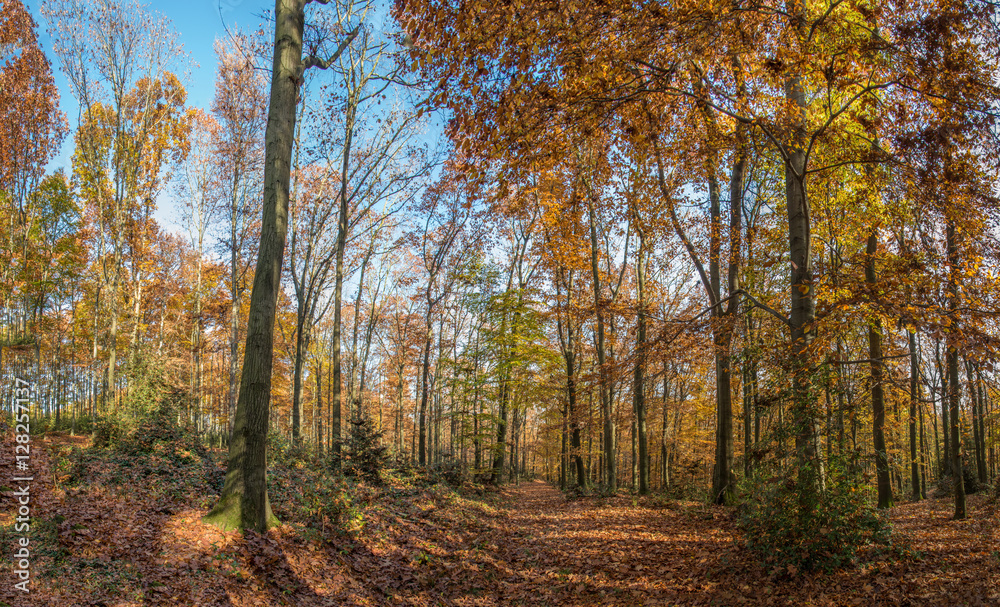 Fototapeta premium Jesienny las