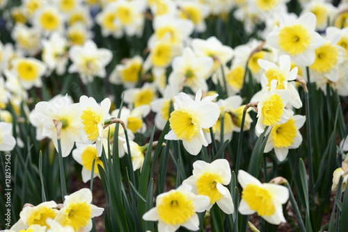 Fototapeta Naklejka Na Ścianę i Meble -  white yellow daffodil blossom in springtime