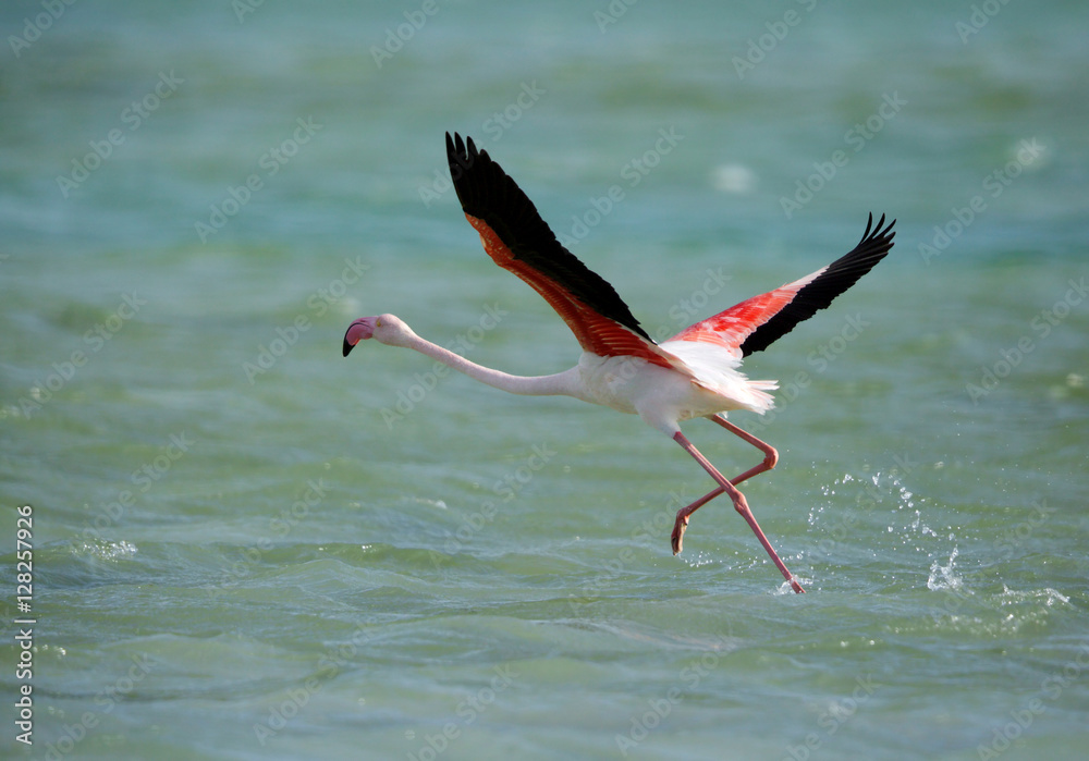 Fototapeta premium Greater Flamingo taking flight at Aker, Bahrain
