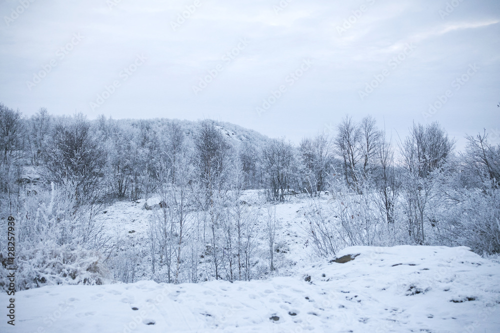 Woodland mountain and park in the winter Woodland mountain and park in the winter
