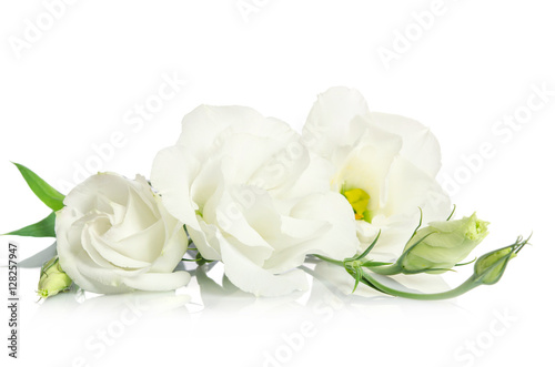 Beautiful white eustoma flowers isolated on white background