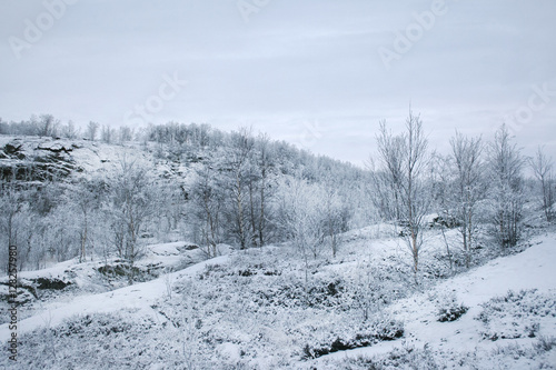 Forested mountain in winter