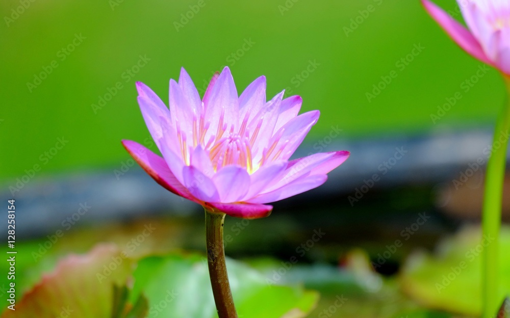 Beautiful lotus flower, red and blooming Beautiful lotus flower, red and blooming