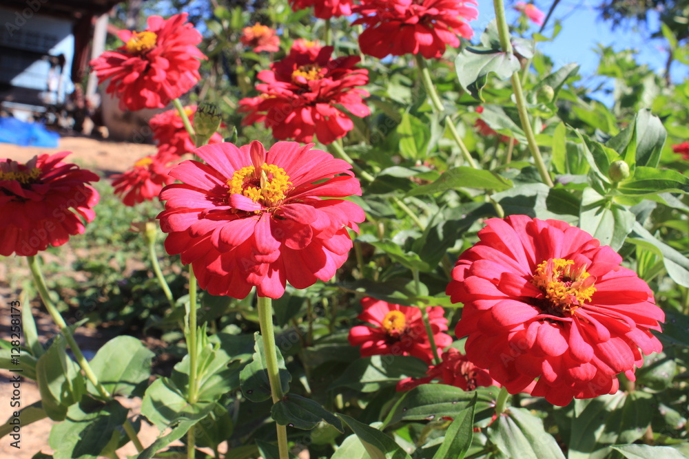 zinnia flower beautiful fresh flowers stand out. zinnia flower beautiful fresh flowers stand out.