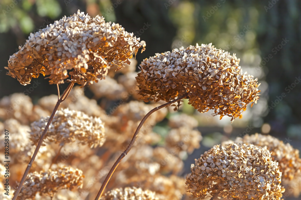Dried and faded hydrangeas in a park