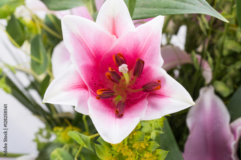 Fototapeta premium Close up of pink lily flower