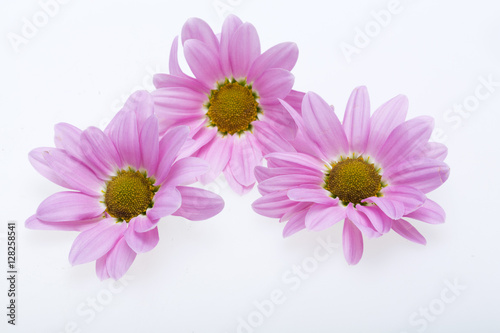 young pink chrysanthemum flower isolated on white