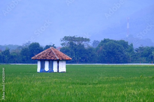 Small white house, in the middle of rice fields, in the mountains © Adnan
