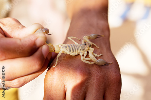 poisonous insect scorpion on hand