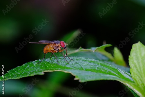 Small orange fly, perched on a leaf, photographed with a dark background © Adnan
