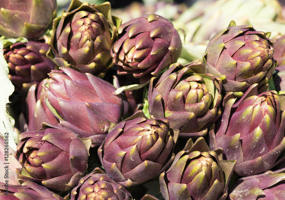 Fototapeta premium Artichoke plants
