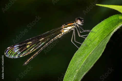 Sharp sideview images of black damselfly perching on leaf © Adnan