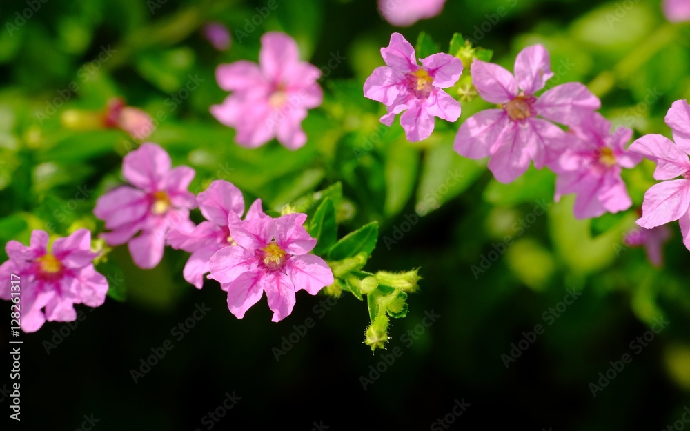 beautiful formation of red little flowers beautiful formation of red little flowers