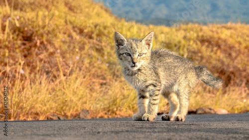 Fericious looking stray cat, standing in the middle of the road, with orange colored background create warm atmosphere