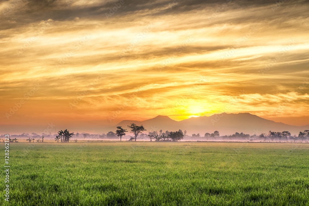 Very vast, broad, extensive, spacious rice field, streched into the horizon. Trees in far away.  Beautiful and unreal cloud and red sky.. This photo captured at sunrise