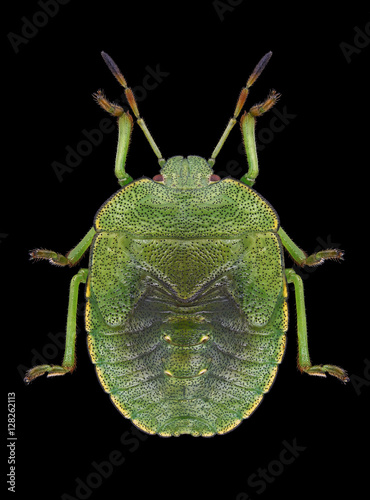 Bug Palomena prasina on a black background photo