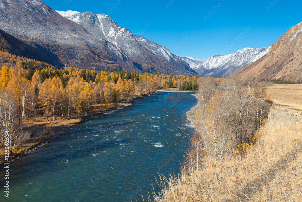 Katun River. Altai. Golden Autumn in Altai. Golden trees on the banks of the river in the mountains. First snow in the mountains.
