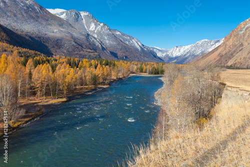 Katun River. Altai. Golden Autumn in Altai. Golden trees on the banks of the river in the mountains. First snow in the mountains. © Tatyana