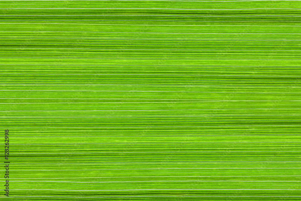 Background of manna grass (Glyceria) leaves Background of manna grass (Glyceria) leaves