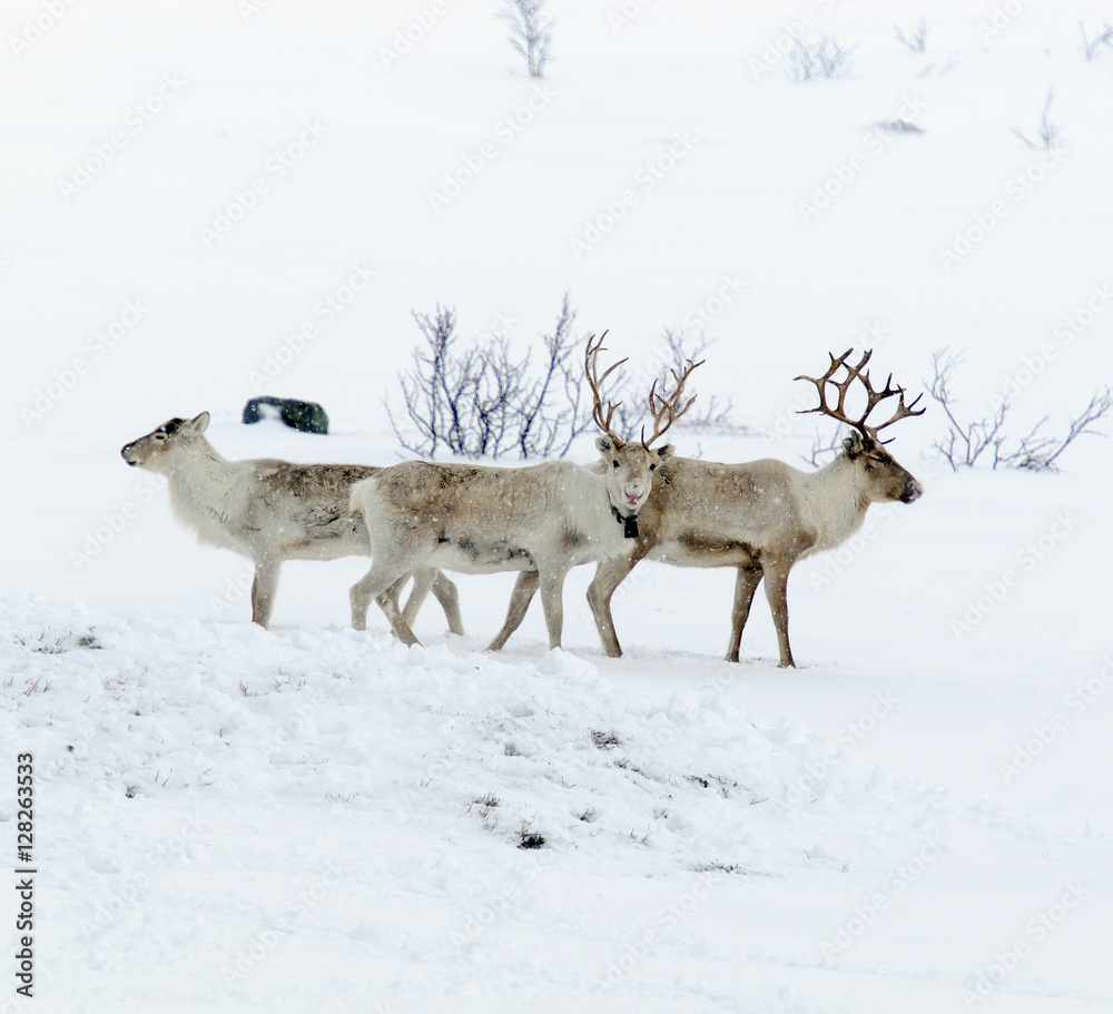 reindeer in its natural environment in scandinavia reindeer in its natural environment in scandinavia