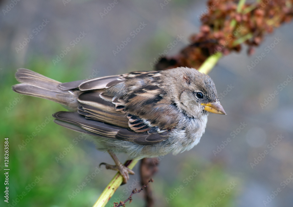 Eurasian tree sparrow Eurasian tree sparrow