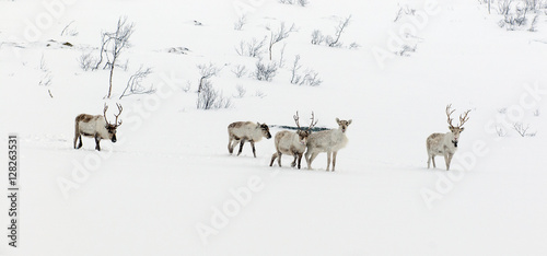 Fototapeta Naklejka Na Ścianę i Meble -  reindeer in its natural environment in scandinavia 