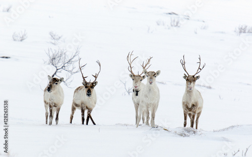 reindeer in its natural environment in scandinavia 
